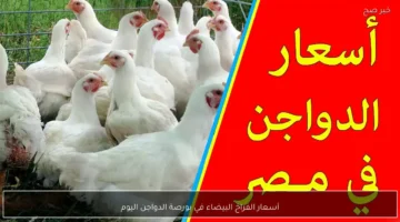 تراجع جديد.. أسعار الدواجن البيضاء تسجل مستويات منخفضة في الأسواق المصرية للمستهلكين